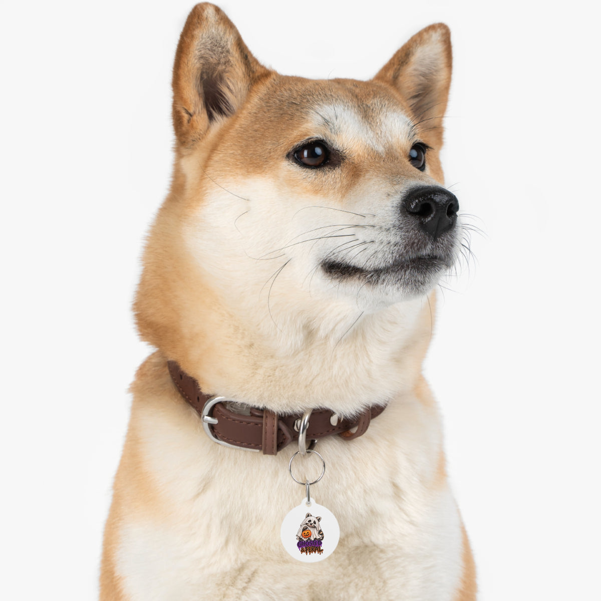 Halloween Raccoon Pet Tag